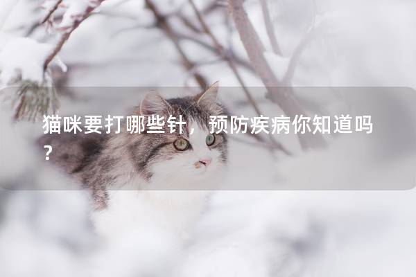 貓咪要打哪些針，預(yù)防疾病你知道嗎？