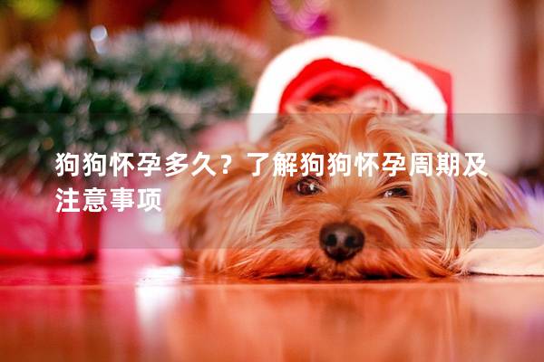狗狗懷孕多久？了解狗狗懷孕周期及注意事項