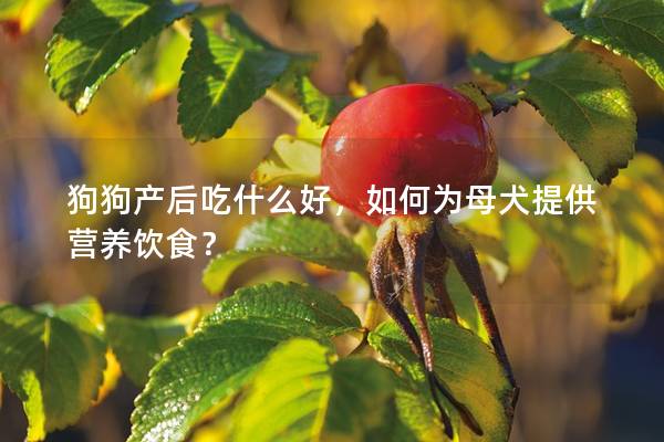 狗狗產后吃什么好，如何為母犬提供營養飲食？