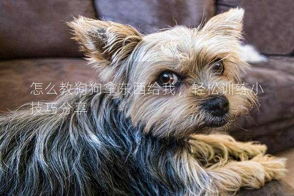 怎么教狗狗拿東西給我，輕松訓練小技巧分享