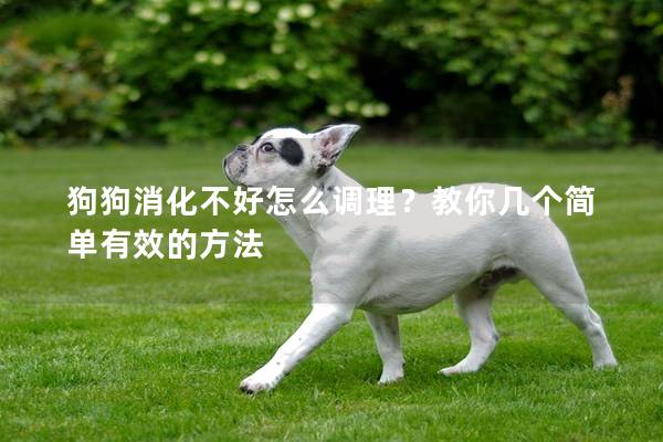 狗狗消化不好怎么調(diào)理?教你幾個簡單有效的方法 狗狗消化不好怎么調(diào)理?教你幾個簡單有效的方法
