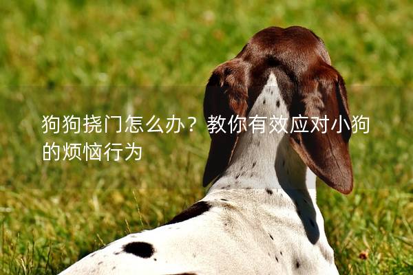 狗狗撓門怎么辦？教你有效應(yīng)對(duì)小狗的煩惱行為