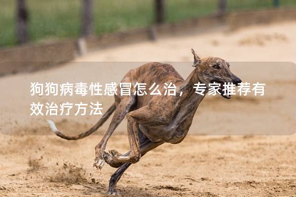 狗狗病毒性感冒怎么治，專家推薦有效治療方法