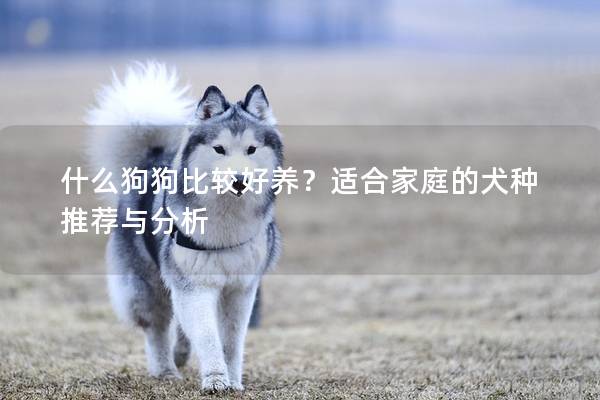 什么狗狗比較好養(yǎng)？適合家庭的犬種推薦與分析