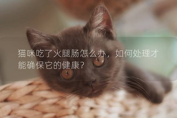 貓咪吃了火腿腸怎么辦，如何處理才能確保它的健康？
