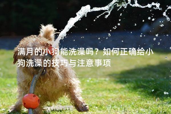 滿月的小狗能洗澡嗎?如何正確給小狗洗澡的技巧與注意事項 滿月的小狗能洗澡嗎?如何正確給小狗洗澡的技巧與注意事項