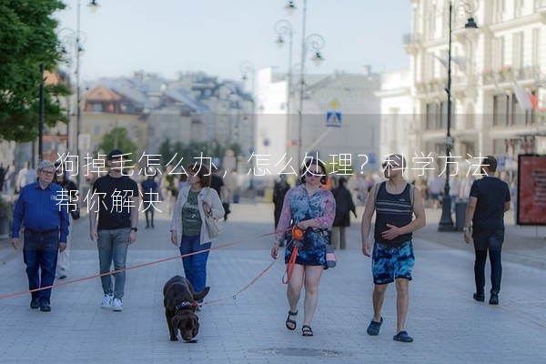 狗掉毛怎么辦,怎么處理?科學方法幫你解決 狗掉毛怎么辦,怎么處理?科學方法幫你解決