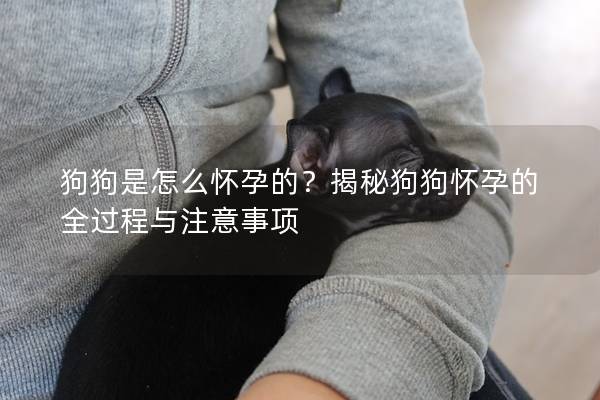 狗狗是怎么懷孕的？揭秘狗狗懷孕的全過程與注意事項