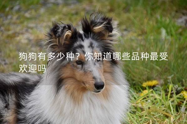 狗狗有多少種？你知道哪些品種最受歡迎嗎