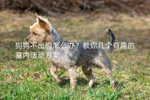 狗狗不出門怎么辦？教你幾個有趣的室內(nèi)活動方案