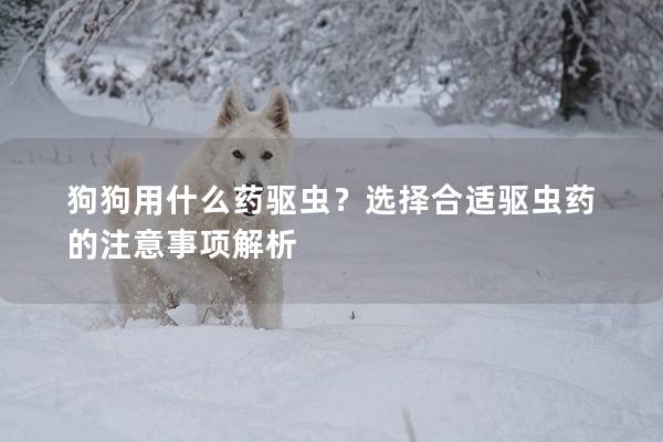 狗狗用什么藥驅蟲？選擇合適驅蟲藥的注意事項解析