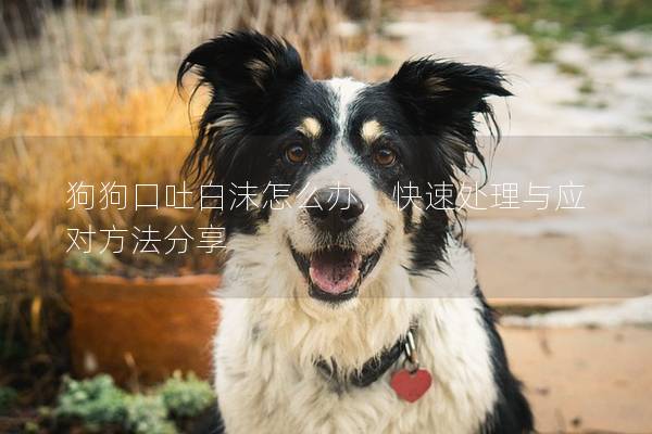 狗狗口吐白沫怎么辦,快速處理與應對方法分享 狗狗口吐白沫怎么辦,快速處理與應對方法分享