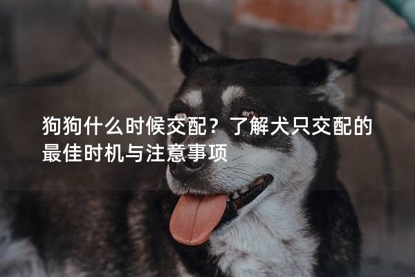 狗狗什么時候交配？了解犬只交配的最佳時機與注意事項