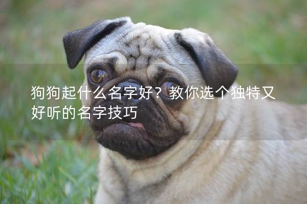 狗狗起什么名字好？教你選個獨特又好聽的名字技巧