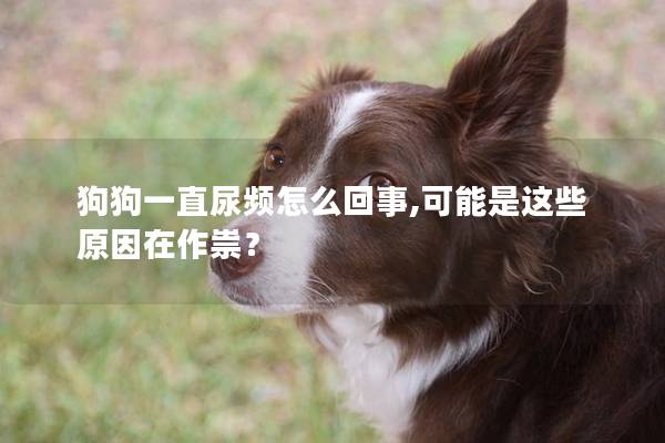 狗狗一直尿頻怎么回事,可能是這些原因在作祟？