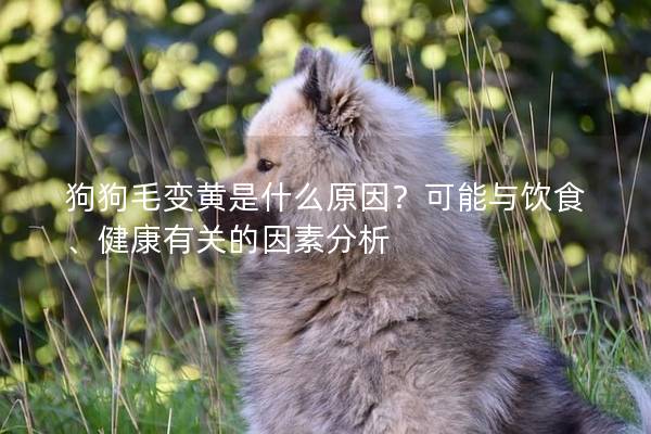 狗狗毛變黃是什么原因？可能與飲食、健康有關的因素分析