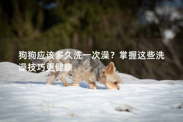 狗狗應(yīng)該多久洗一次澡？掌握這些洗澡技巧更健康