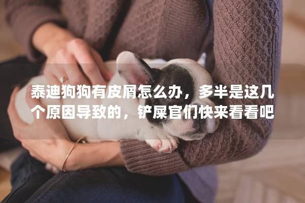 泰迪狗狗有皮屑怎么辦，多半是這幾個原因導致的，鏟屎官們快來看看吧