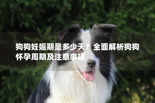 狗狗妊娠期是多少天？全面解析狗狗懷孕周期及注意事項
