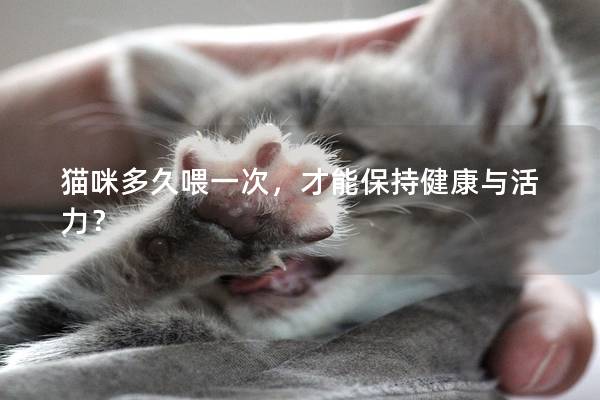 貓咪多久喂一次，才能保持健康與活力？