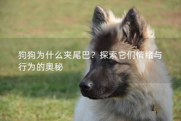 狗狗為什么夾尾巴？探索它們情緒與行為的奧秘