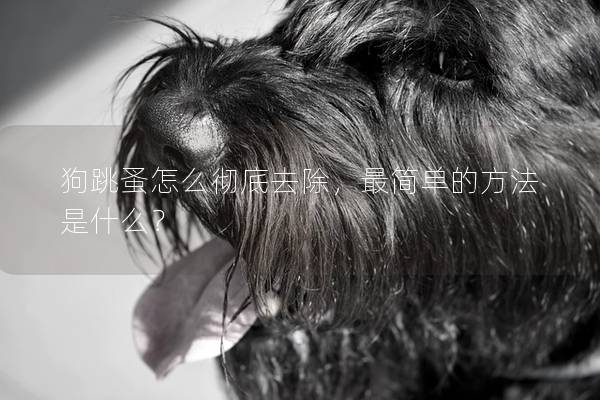 狗跳蚤怎么徹底去除，最簡單的方法是什么？