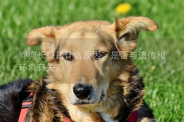 狗狗長斑是什么原因，是否與遺傳和環境有關？