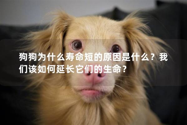 狗狗為什么壽命短的原因是什么？我們該如何延長它們的生命？