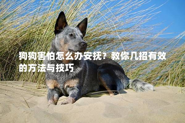 狗狗害怕怎么辦安撫？教你幾招有效的方法與技巧