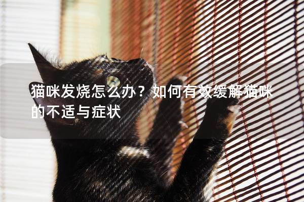 貓咪發燒怎么辦？如何有效緩解貓咪的不適與癥狀