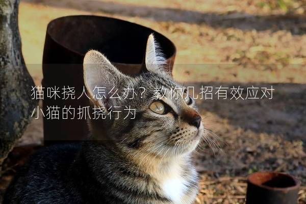 貓咪撓人怎么辦？教你幾招有效應對小貓的抓撓行為