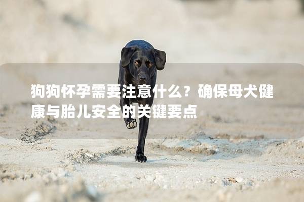 狗狗懷孕需要注意什么？確保母犬健康與胎兒安全的關鍵要點