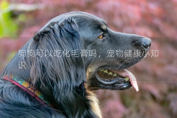 狗狗可以吃化毛膏嗎,寵物健康小知識(shí) 狗狗可以吃化毛膏嗎,寵物健康小知識(shí)