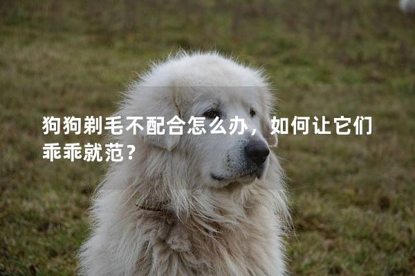 狗狗剃毛不配合怎么辦，如何讓它們乖乖就范？