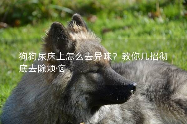 狗狗尿床上怎么去異味？教你幾招徹底去除煩惱