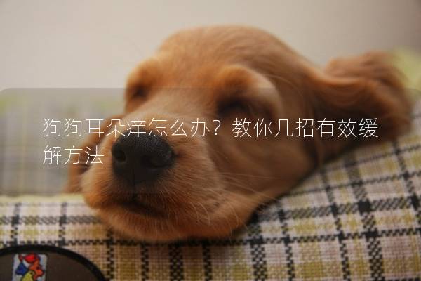 狗狗耳朵癢怎么辦？教你幾招有效緩解方法