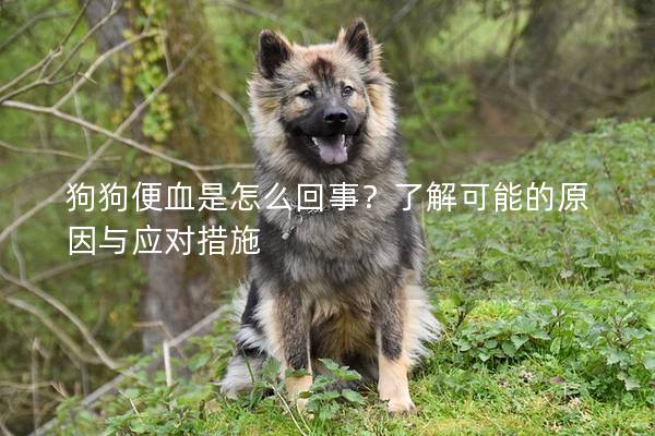 狗狗便血是怎么回事？了解可能的原因與應(yīng)對(duì)措施