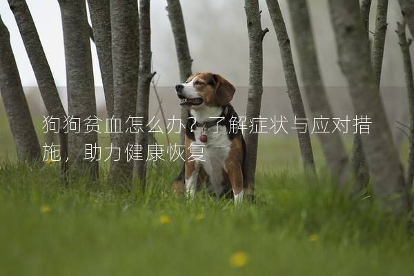 狗狗貧血怎么辦？了解癥狀與應對措施，助力健康恢復