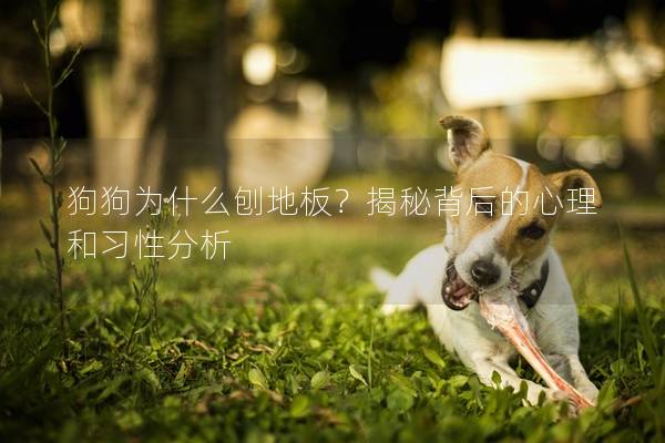 狗狗為什么刨地板？揭秘背后的心理和習(xí)性分析