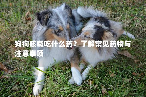 狗狗咳嗽吃什么藥？了解常見藥物與注意事項