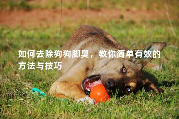 如何去除狗狗腳臭，教你簡單有效的方法與技巧