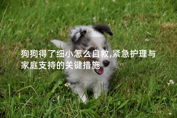 狗狗得了細(xì)小怎么自救,緊急護(hù)理與家庭支持的關(guān)鍵措施