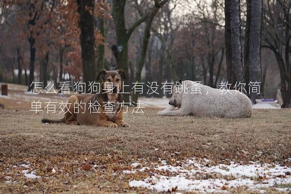 怎么看狗狗身上有沒有跳蚤，教你簡單有效的檢查方法