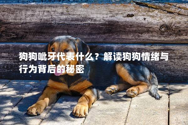 狗狗呲牙代表什么？解讀狗狗情緒與行為背后的秘密