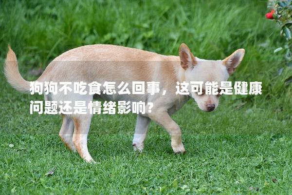 狗狗不吃食怎么回事，這可能是健康問題還是情緒影響？