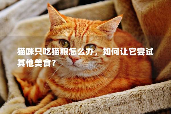 貓咪只吃貓糧怎么辦，如何讓它嘗試其他美食？