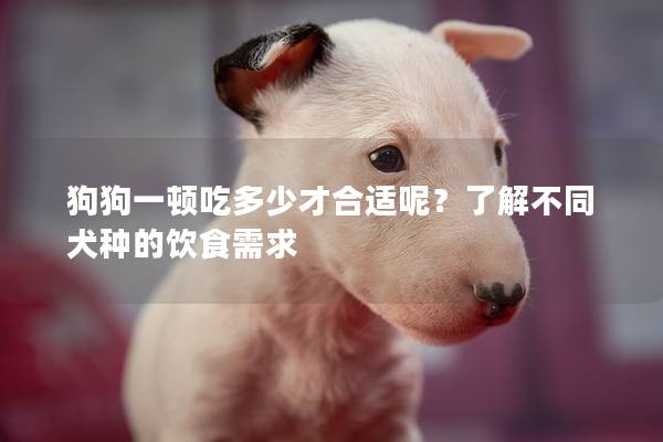 狗狗一頓吃多少才合適呢?了解不同犬種的飲食需求 狗狗一頓吃多少才合適呢?了解不同犬種的飲食需求