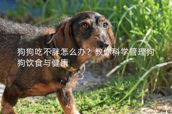 狗狗吃不胖怎么辦？教你科學(xué)管理狗狗飲食與健康