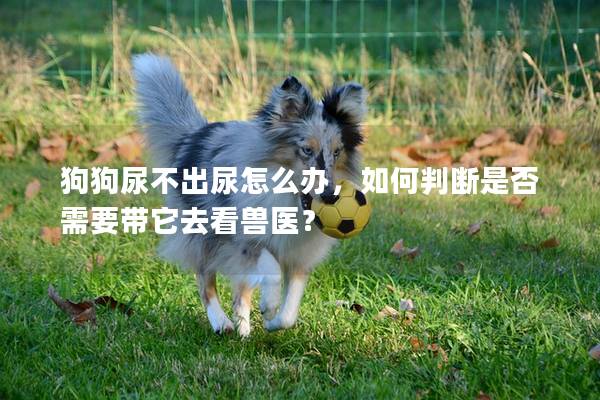 狗狗尿不出尿怎么辦，如何判斷是否需要帶它去看獸醫？