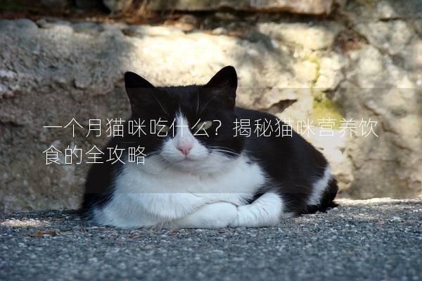 一個月貓咪吃什么？揭秘貓咪營養飲食的全攻略